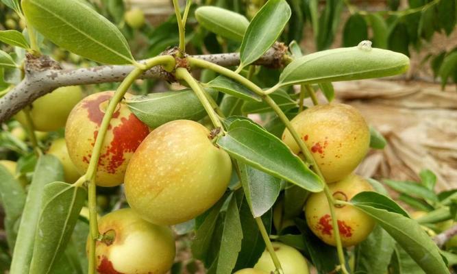 冬枣成熟期和上市季节解析