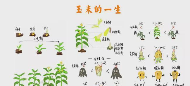 豆瓣绿摘心打顶全面解析——如何提高评分和曝光率