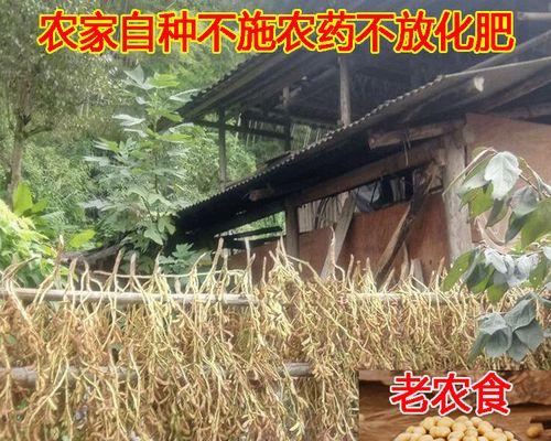 用豆浆水做肥料，省钱又环保（从厨余垃圾到绿色肥料）