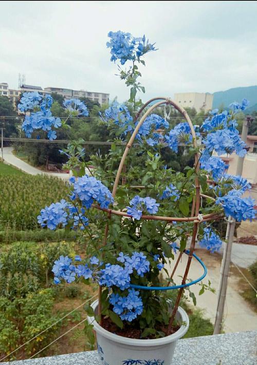 蓝雪花几年生植物？如何正确养护蓝雪花？