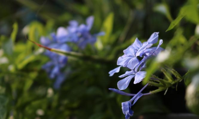 蓝雪花秋天会开花吗？如何确保秋季开花？