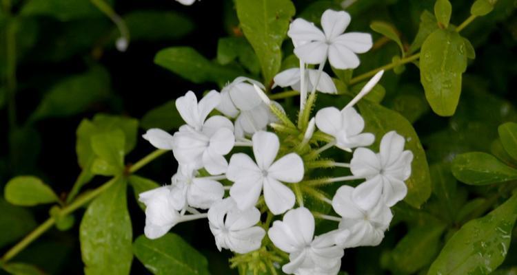 蓝雪花属于什么植物类型？草本还是木本？