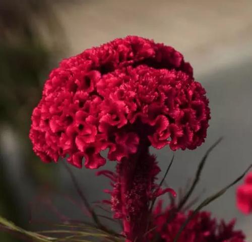 鸡冠花的花语寓意是什么？如何解读鸡冠花的象征意义？