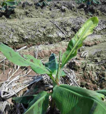 烂香蕉能用作肥料吗？如何正确使用烂香蕉作为植物肥料？