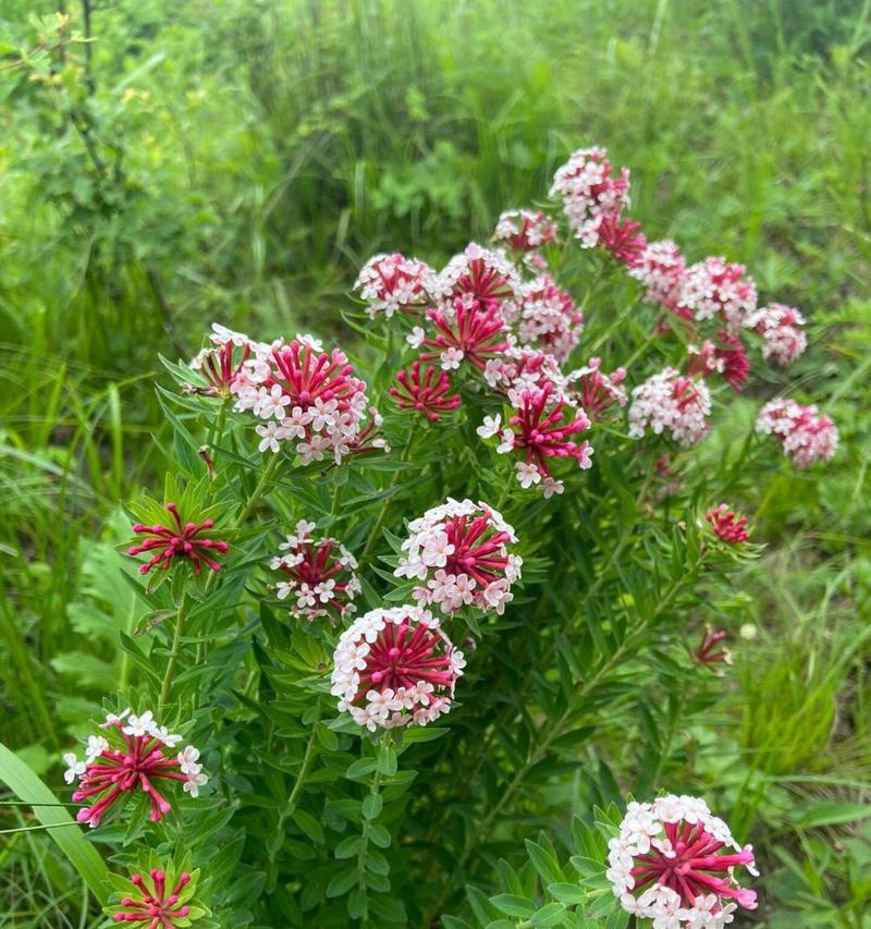 狼毒花开花时间是什么时候？花的形态特征有哪些？