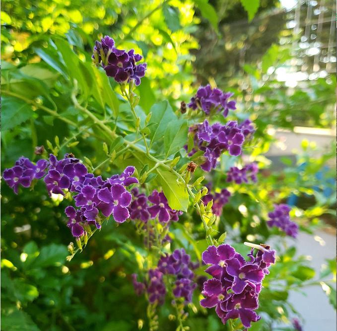 金露花代表什么？金露花的花语和寓意有哪些？