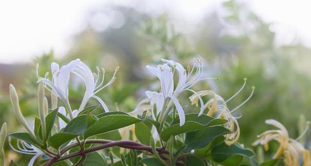 金银花的花语和寓意是什么？如何正确理解其象征意义？