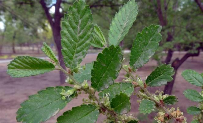 榔榆开花吗？榔榆开花的样子是怎样的？