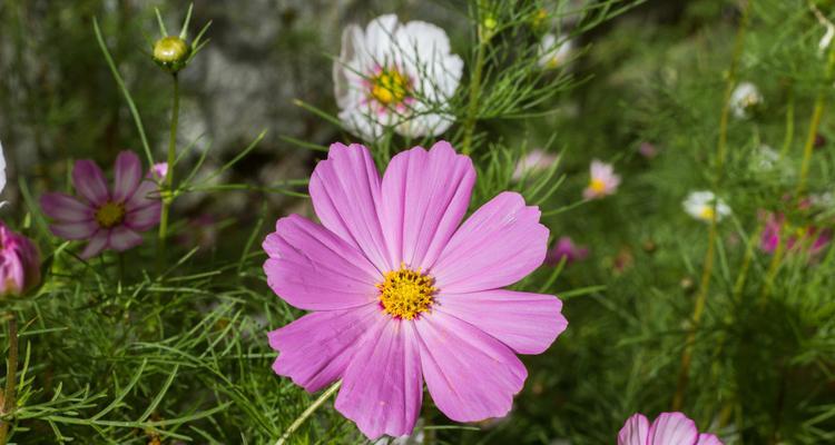 拉萨市花是格桑花吗？格桑花的象征意义是什么？