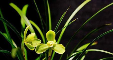 兰花的花语是什么？兰花寓意着什么含义？