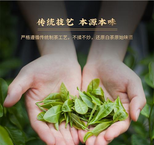 老树白茶属于什么茶？它与其他白茶有何不同？