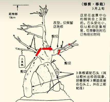 老鸦柿换盆最佳时间是什么时候？脱盆修根后如何正确上盆？