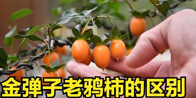 老鸦柿几年能结果实？如何促进其早结果？