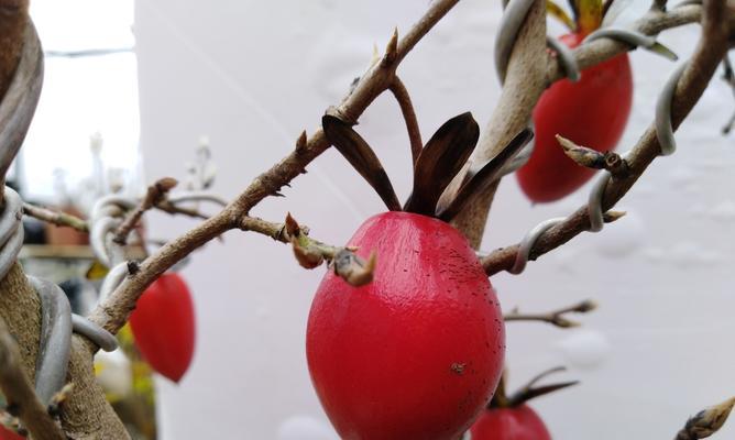 老鸦柿几年能结果实？如何促进其早结果？