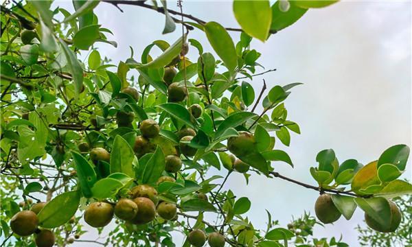 老油茶树不结果怎么办？如何提高油茶树的产量？