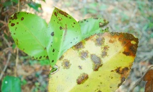 老油茶树不结果怎么办？如何提高油茶树的产量？