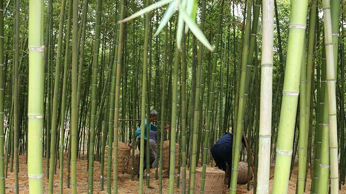 雷竹笋种植的最佳地点是什么？如何选择合适的种植环境？