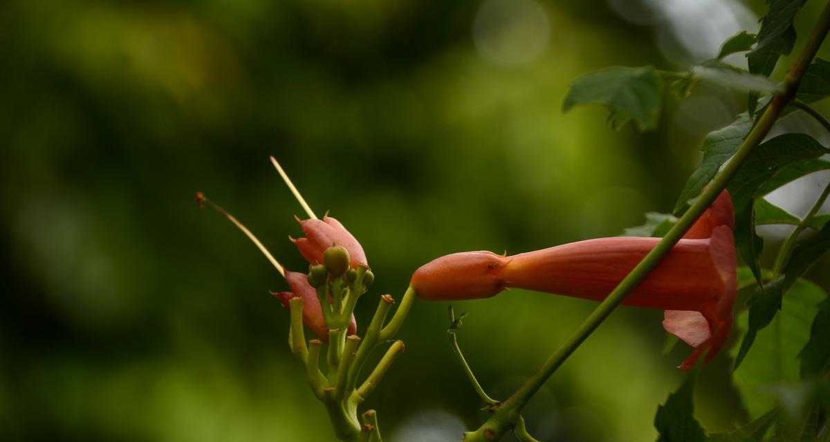 凌霄花的象征意义是什么？如何理解凌霄花的花语？