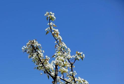 梨花木是什么树木长什么样子？如何辨别梨花木？