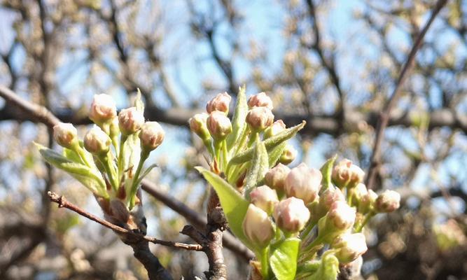 梨花什么时候开花？春季开花月份是几月？