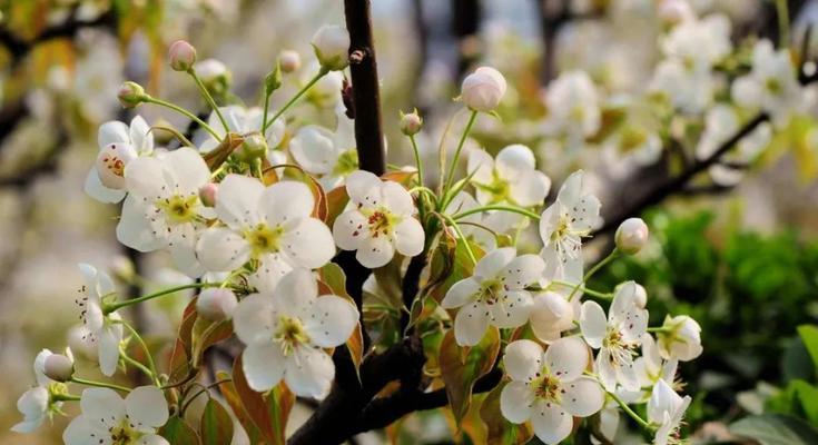 梨花什么时候开花？春季开花月份是几月？