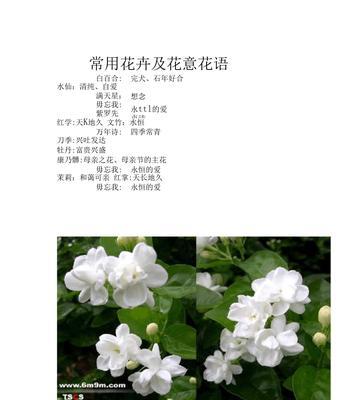 玫瑰花花语是什么？12朵玫瑰代表什么含义？