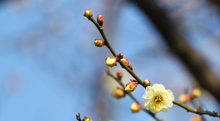 梅花的花语是什么？梅花代表的含义有哪些？