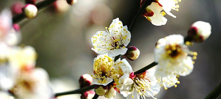 梅花的花语是什么？梅花代表的含义有哪些？