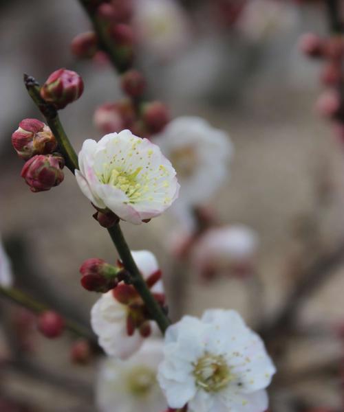 梅花代表的生肖是哪个？梅花象征的生肖特性有哪些？