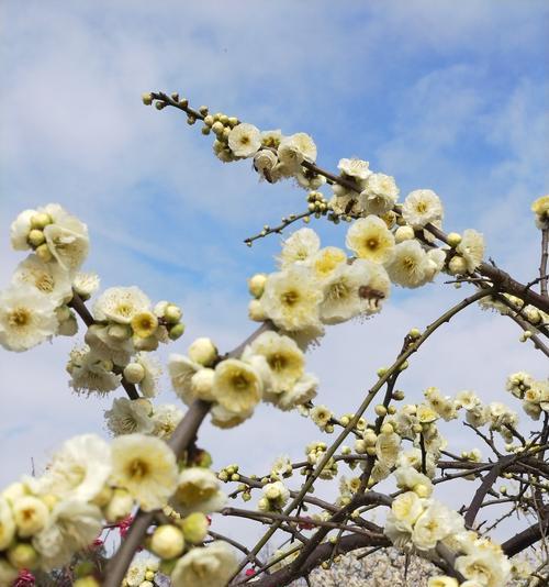 梅花代表的生肖是哪个？梅花象征的生肖特性有哪些？