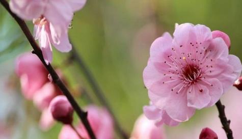 梅花花语是什么？梅花代表的意义有哪些？