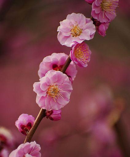 梅花花语是什么？梅花代表的意义有哪些？