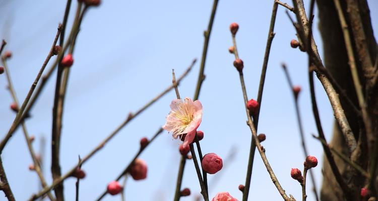 梅花象征着哪些品质？梅花代表的人格特质是什么？