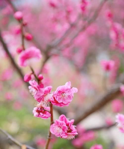 梅花有几种颜色？每种颜色的梅花寓意是什么？