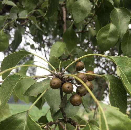 梨树是什么植物？梨树的生长特点和常见问题解答？