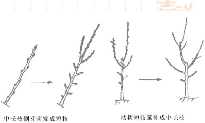 梨树芽接的最佳时间是什么时候？有哪些技术方法可以提高成功率？