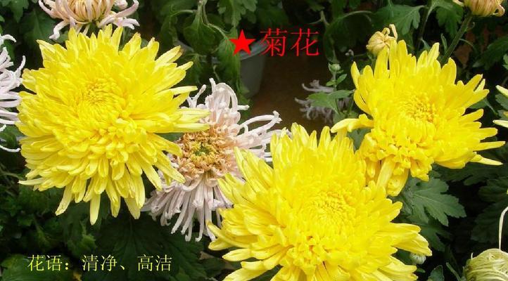 南通市花是菊花吗？菊花在南通文化中象征着什么？