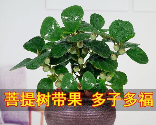 菩提开花是什么样子？开花有什么特别含义吗？