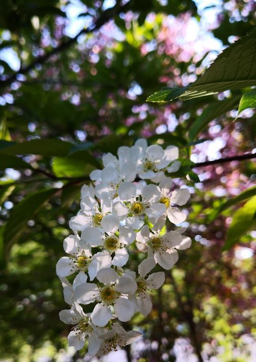 李树开花季节是什么时候？几月份开花最合适？