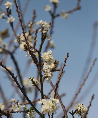 李树开花季节是什么时候？几月份开花最合适？