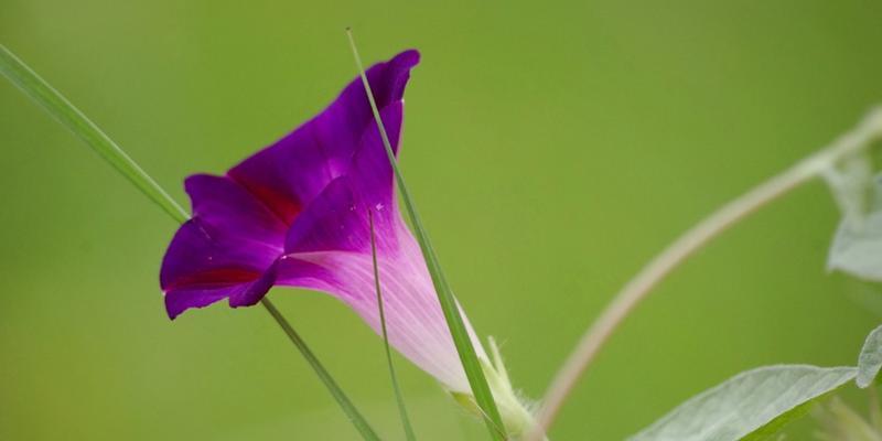 牵牛花的花语是什么？如何正确解读牵牛花的含义？