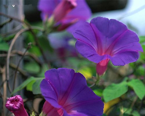 牵牛花的花语是什么？如何正确解读牵牛花的含义？