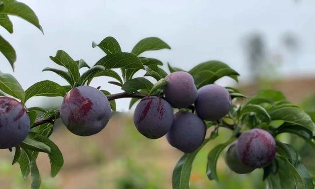 李子份成熟的季节是几月？如何判断李子成熟度？