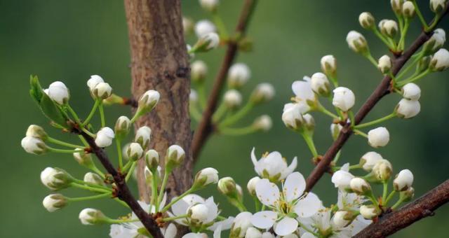 李子树几年能开花结果？常见问题有哪些？