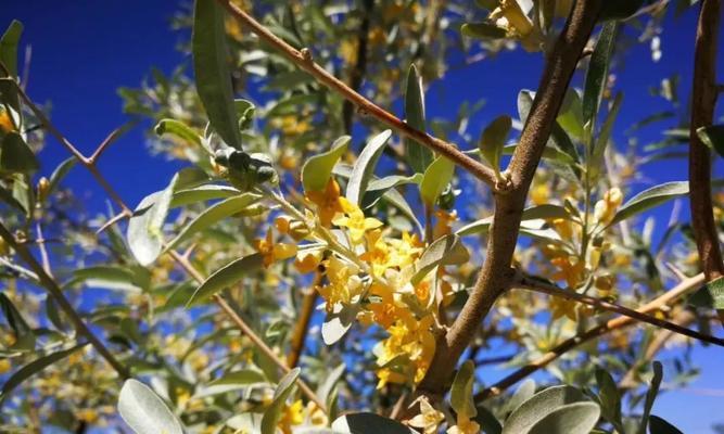 沙枣花的花语是什么？沙枣花寓意有哪些常见问题？