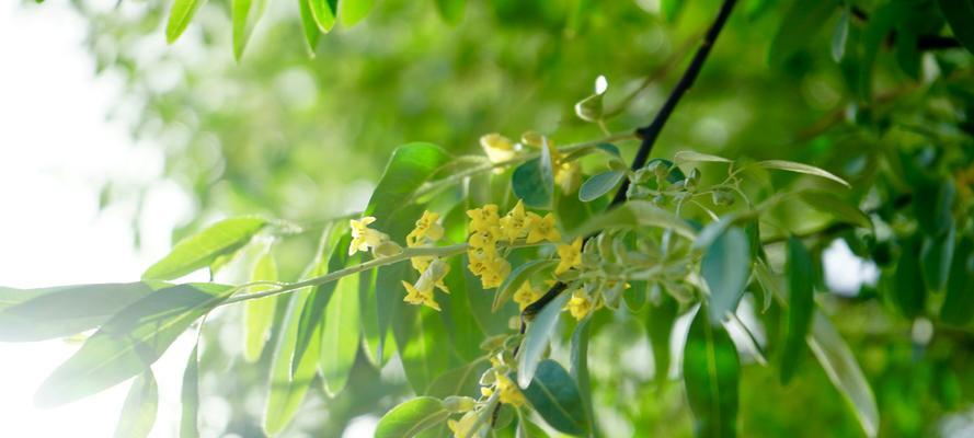 沙枣花的花语是什么？沙枣花寓意有哪些常见问题？