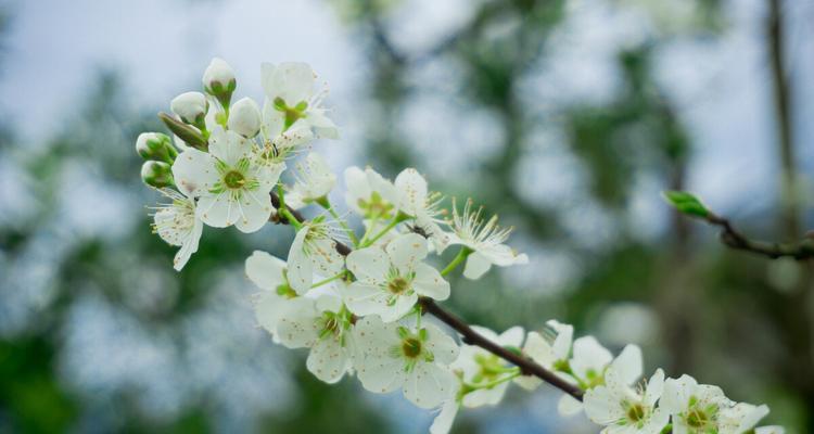 李子树花的颜色是什么？常见问题解答