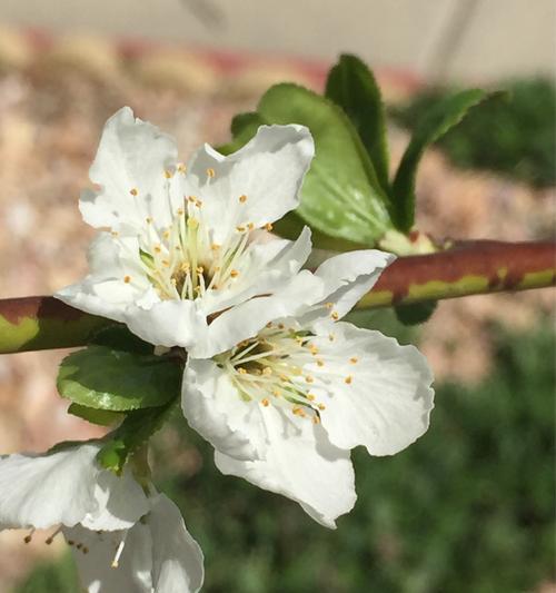 李子树几年开花结果？如何促进其早开花早结果？