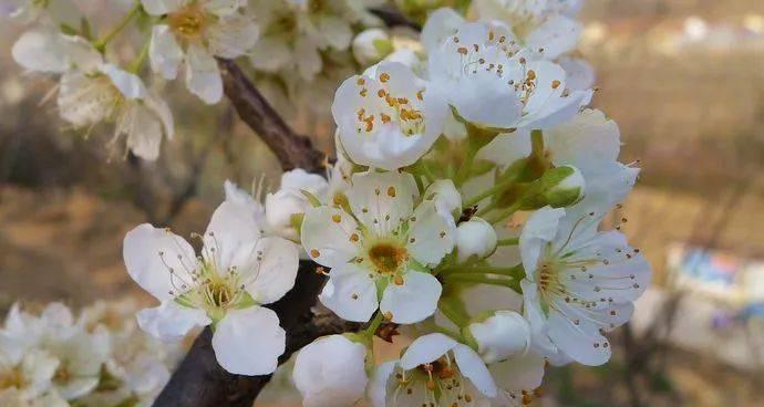 李子树几月份开花结果？如何促进其开花结果？