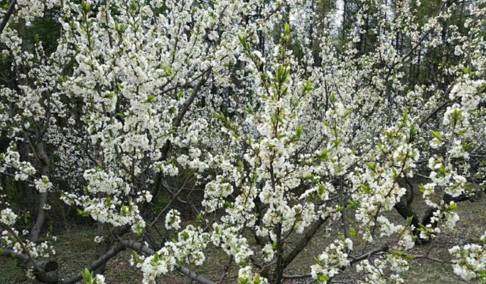 李子树几月份开花结果？如何促进其开花结果？